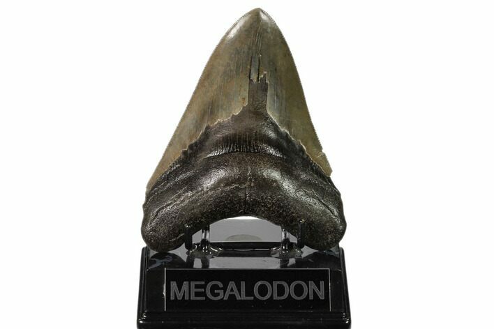 Serrated, Fossil Megalodon Tooth - Georgia #159743
